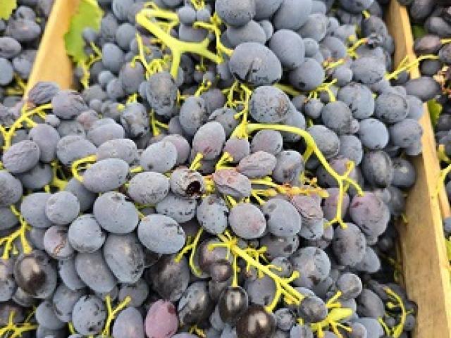 black magic stone grape