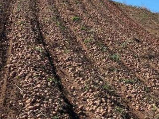 crveni krompir u polju