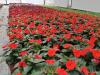 Senpatiens, I klasa