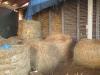 Rolo bale sena težine od 250 kg - 3 komada